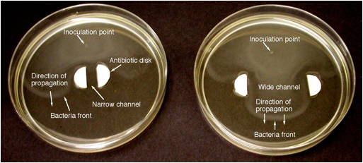 E.coli.narrow&wide.channel.jpg